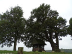 Kroezeboom met Landkruis Heilig Hartkapel